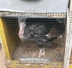 Male Turkey