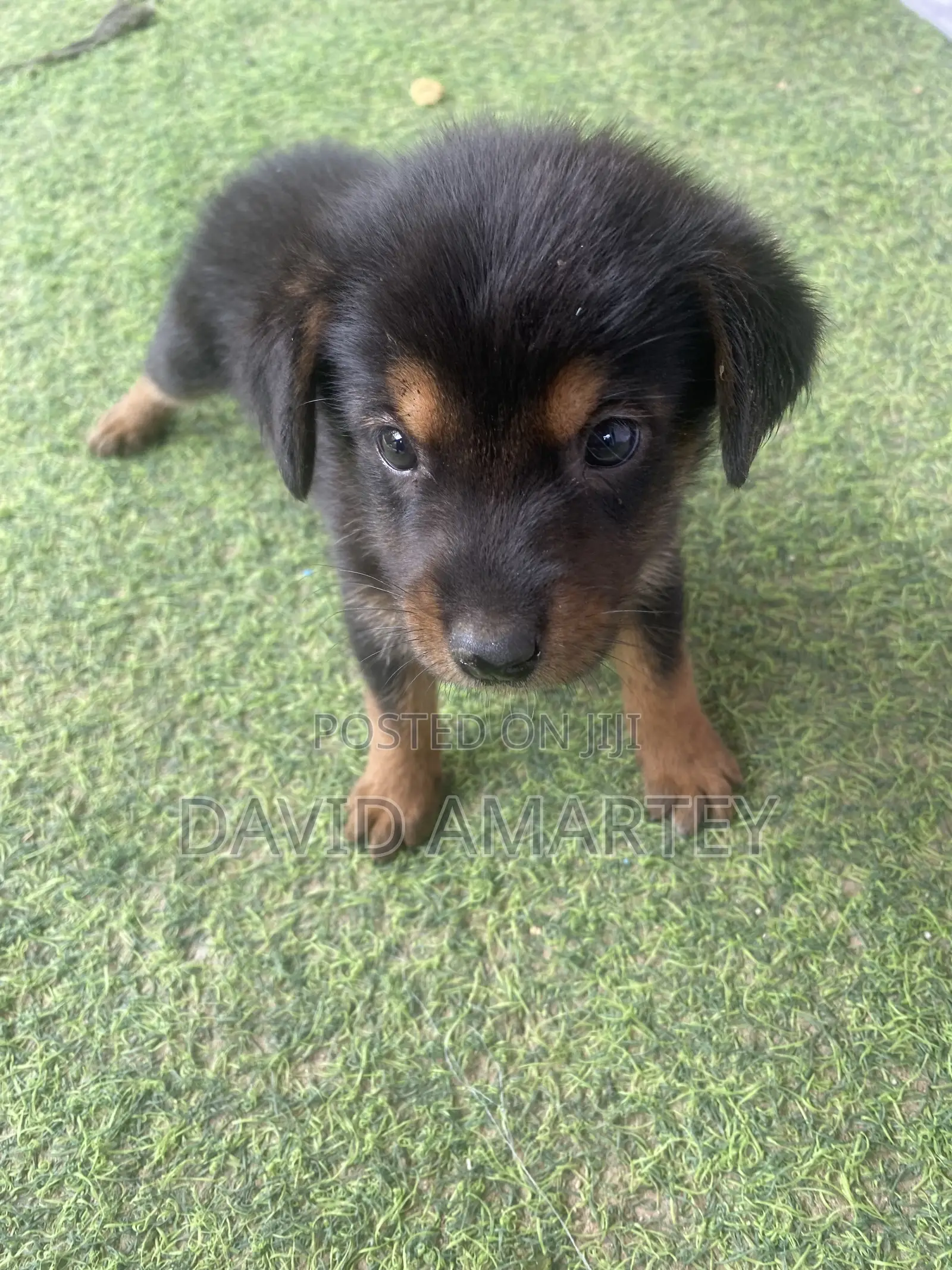1-3 months Female Mixed Breed German Shepherd