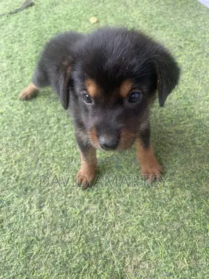 1-3 months Female Mixed Breed German Shepherd