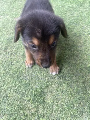1-3 months Female Mixed Breed German Shepherd