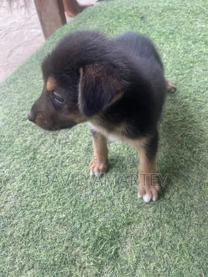 1-3 months Female Mixed Breed German Shepherd