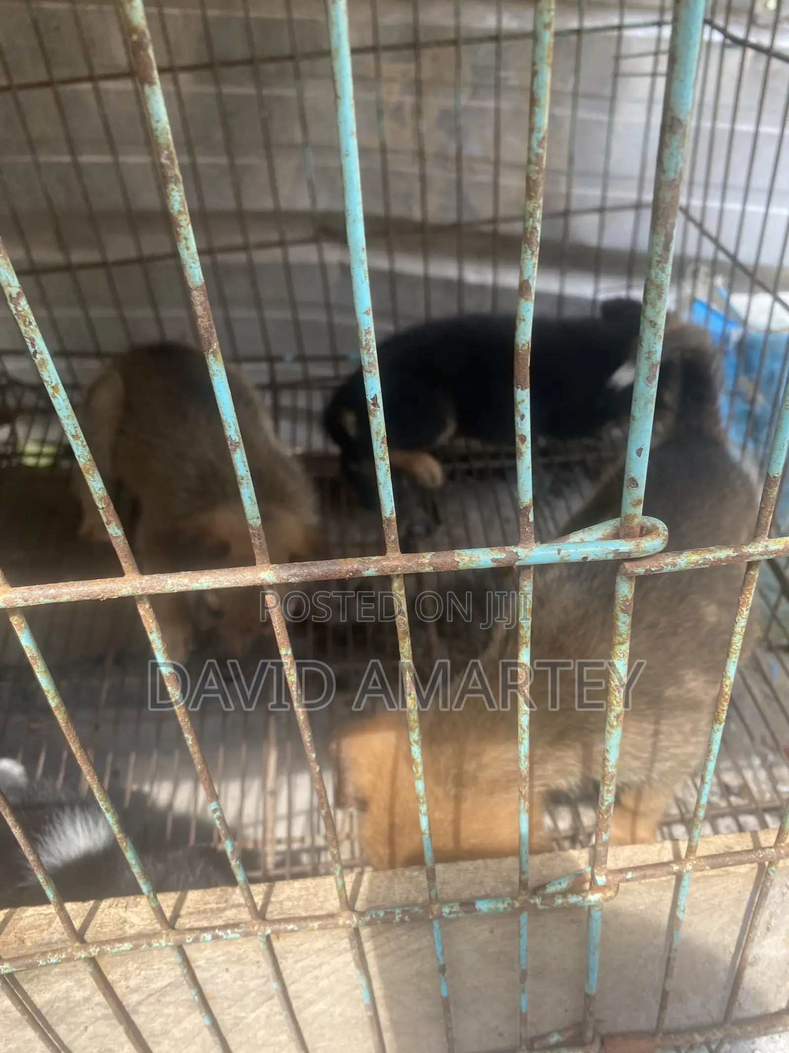 1-3 months Female Mixed Breed German Shepherd