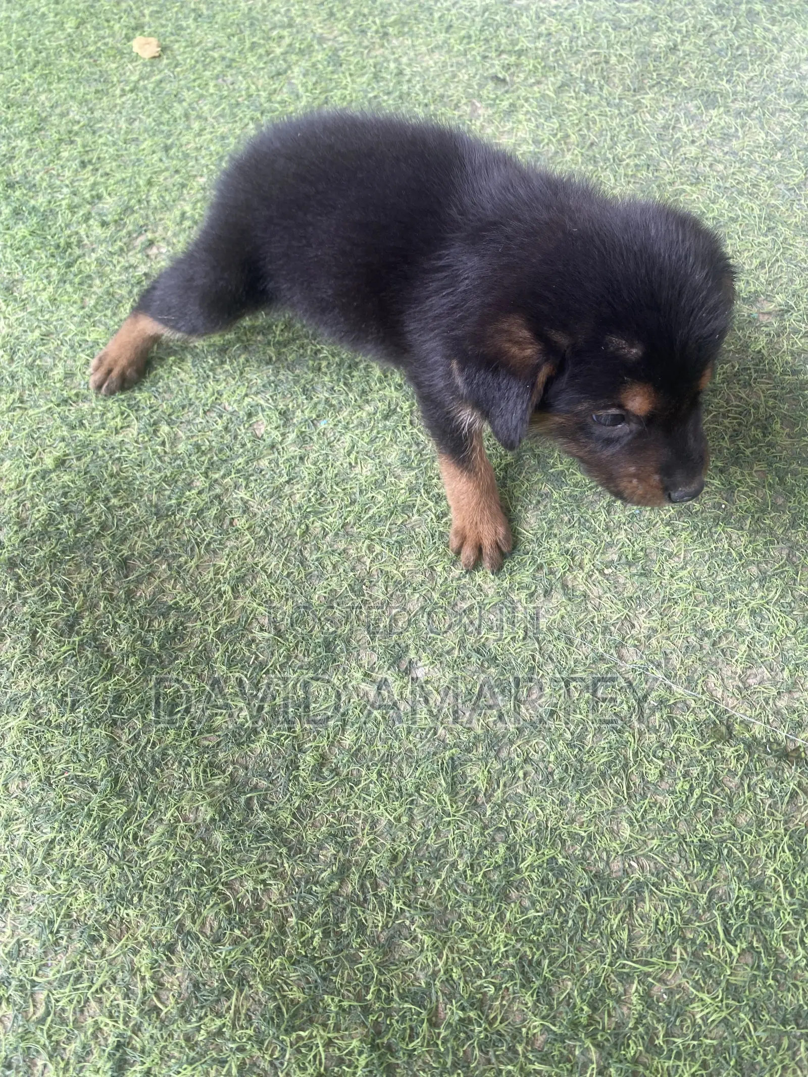 1-3 months Female Mixed Breed German Shepherd
