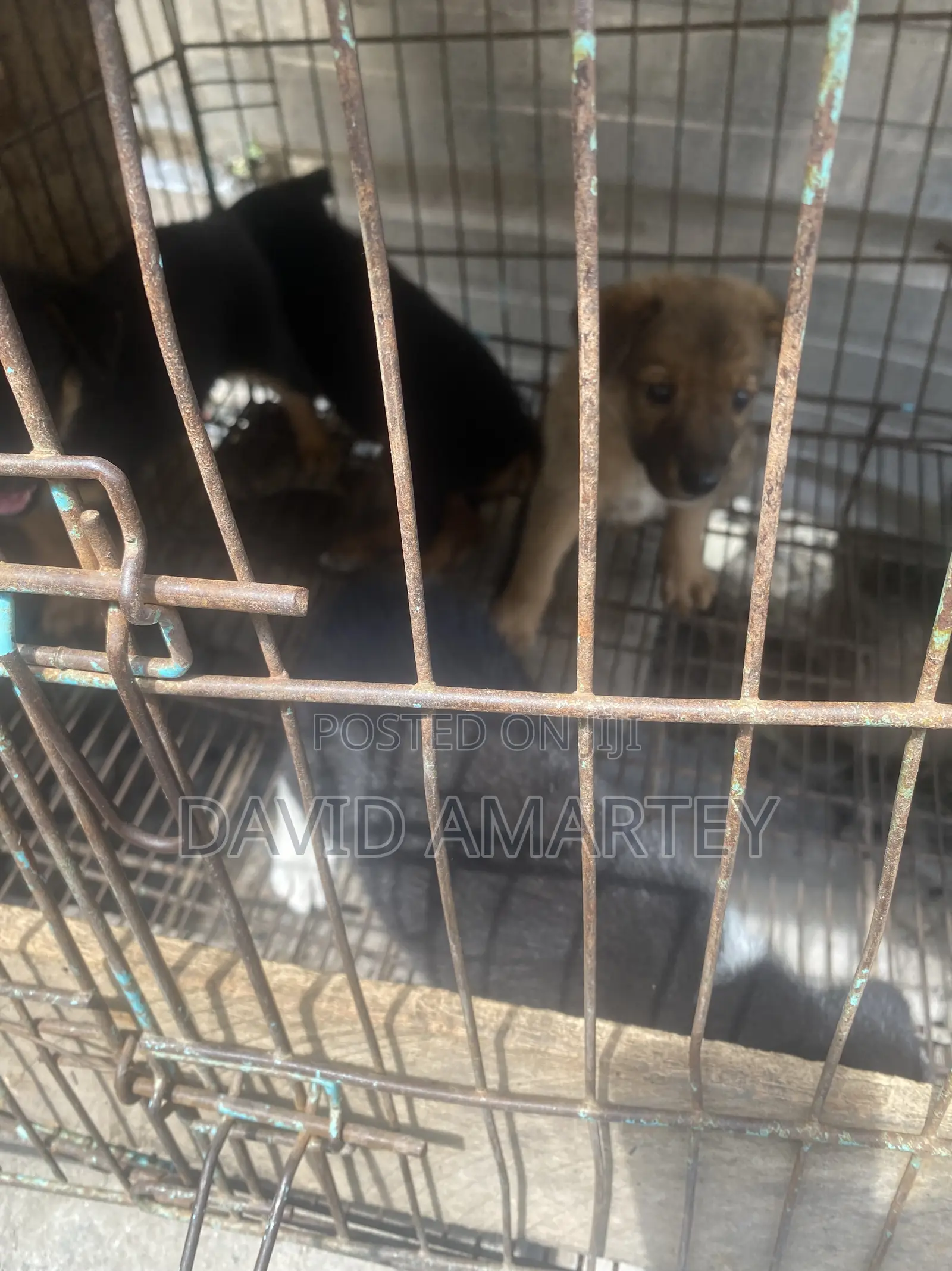 1-3 months Female Mixed Breed German Shepherd