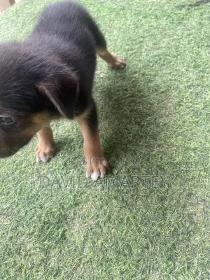 1-3 months Female Mixed Breed German Shepherd