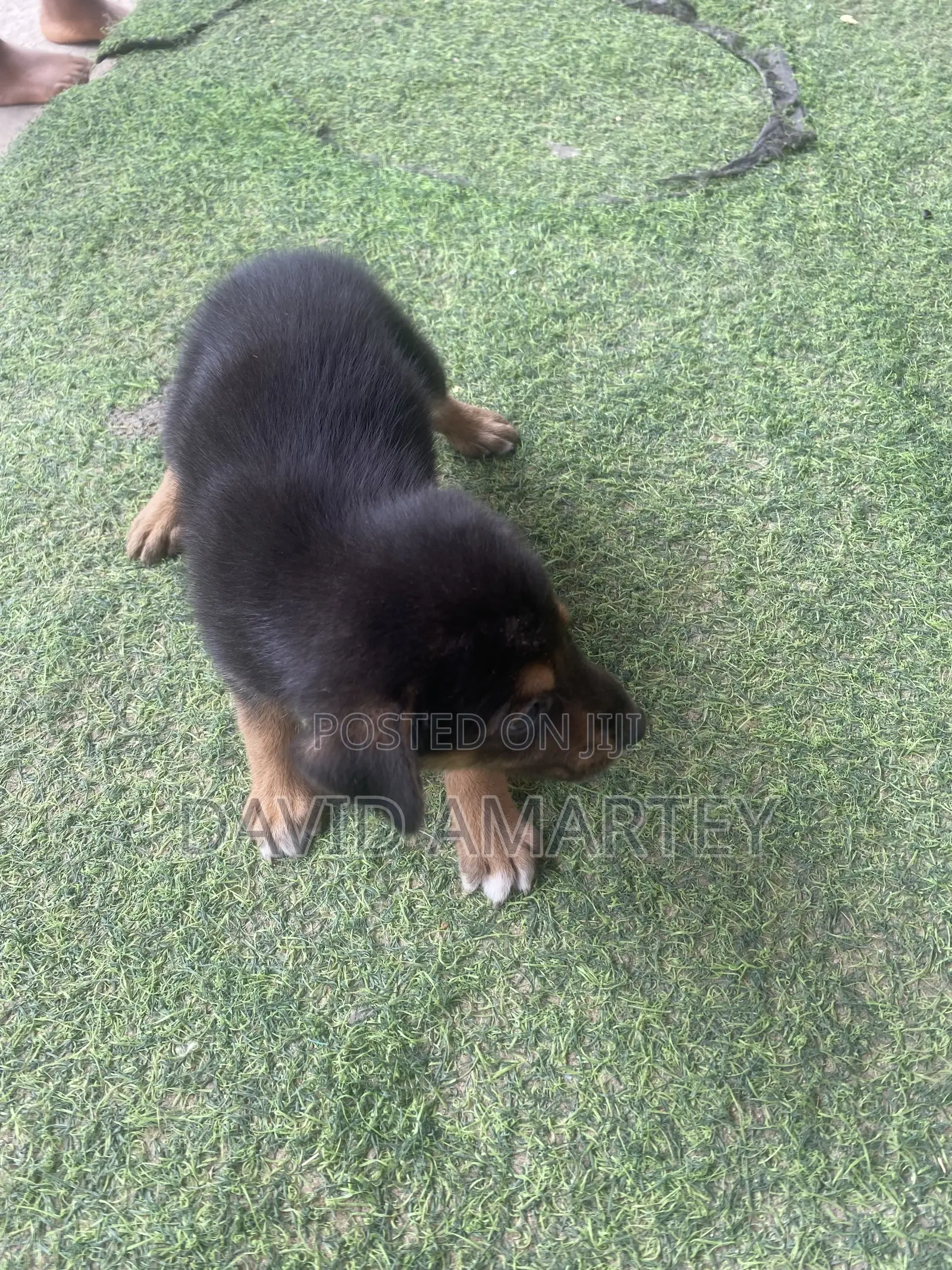 1-3 months Female Mixed Breed German Shepherd