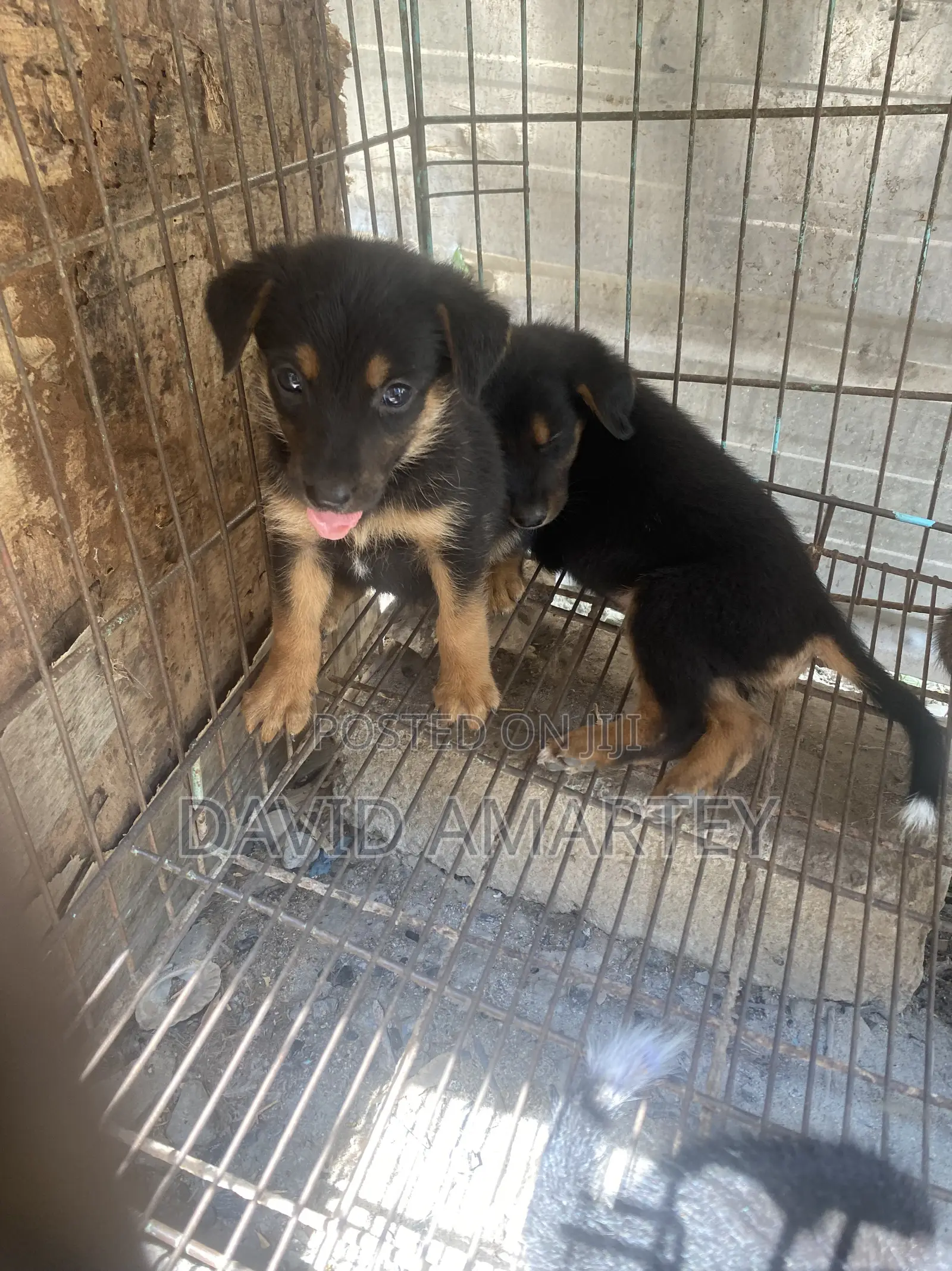 1-3 months Female Mixed Breed German Shepherd