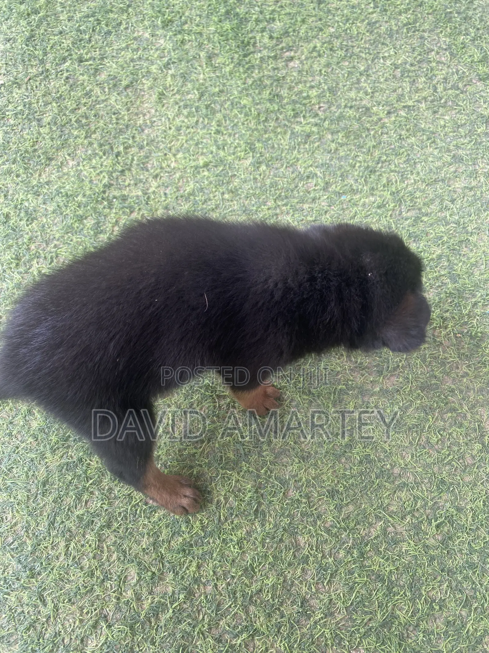 1-3 months Female Mixed Breed German Shepherd