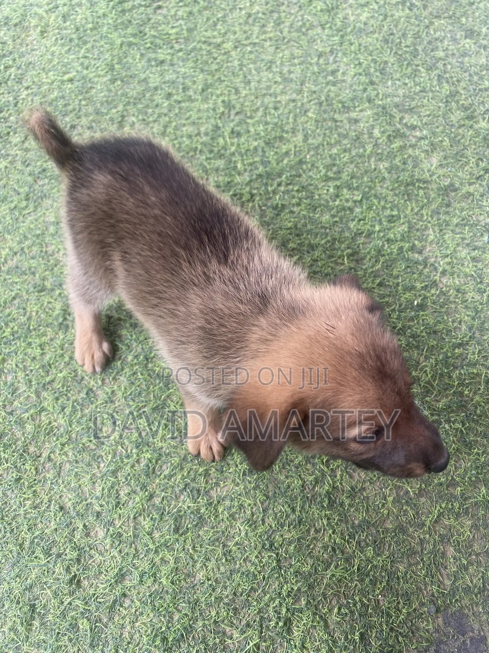 1-3 months Female Mixed Breed German Shepherd
