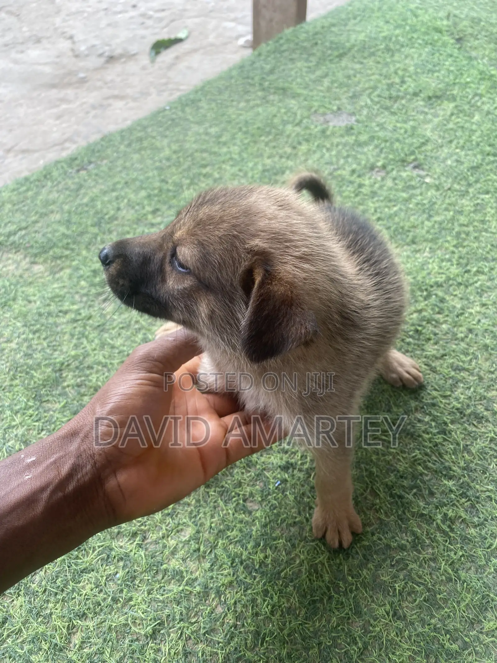 1-3 months Female Mixed Breed German Shepherd