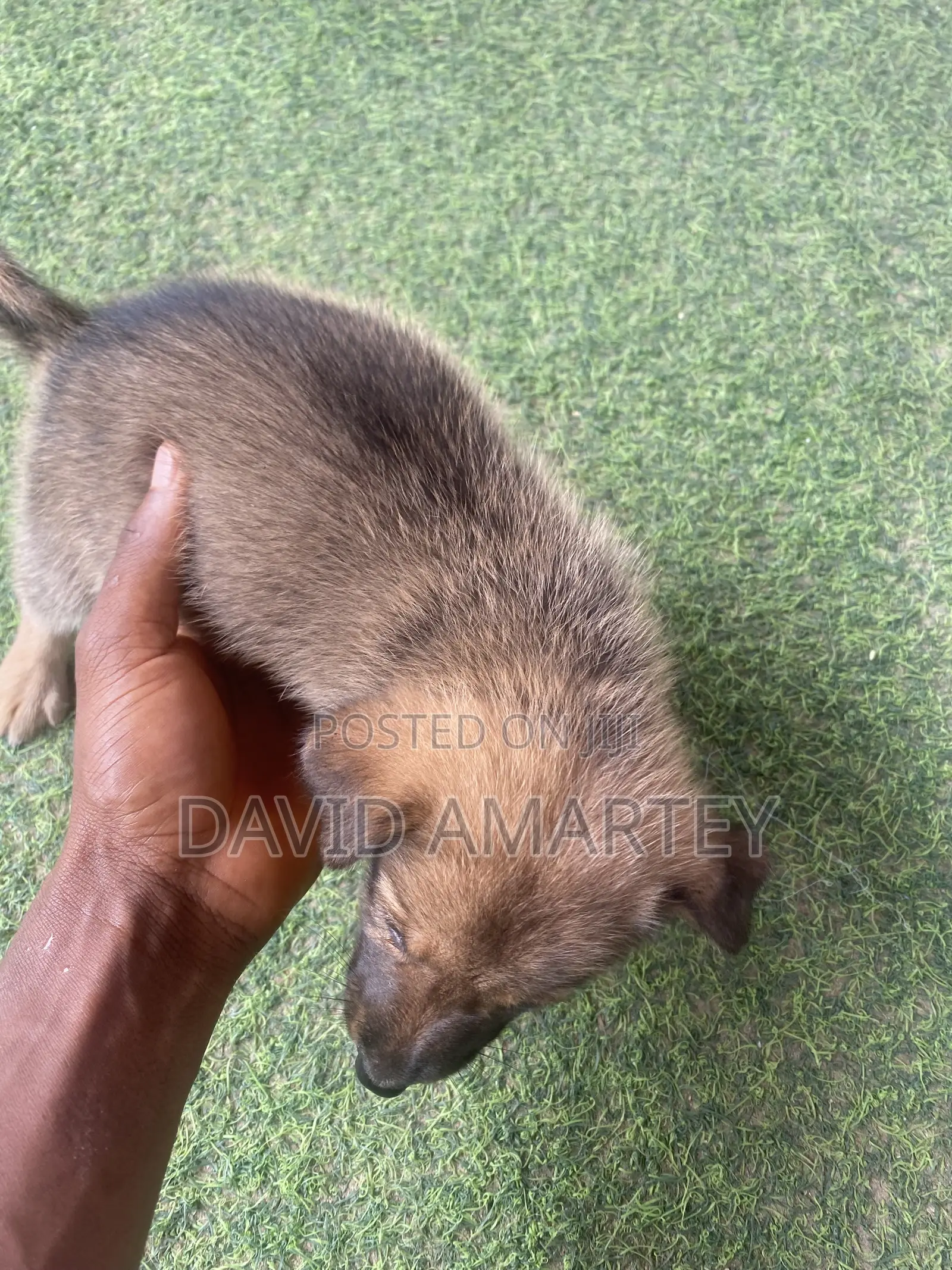 1-3 months Female Mixed Breed German Shepherd