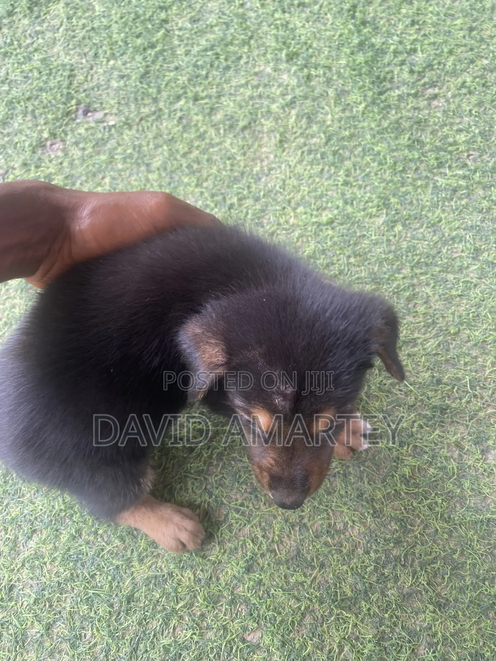 1-3 months Female Mixed Breed German Shepherd