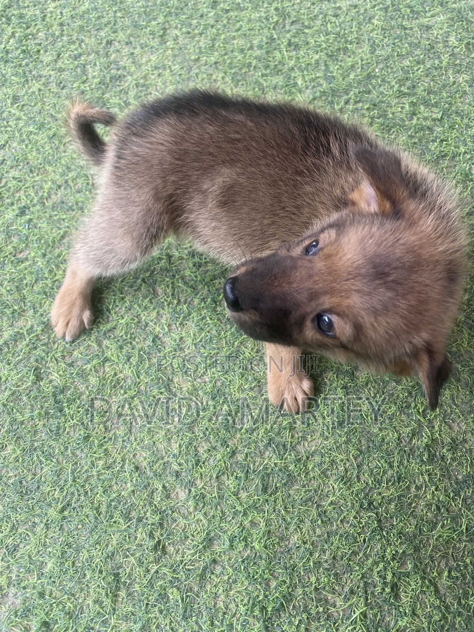 1-3 months Female Mixed Breed German Shepherd