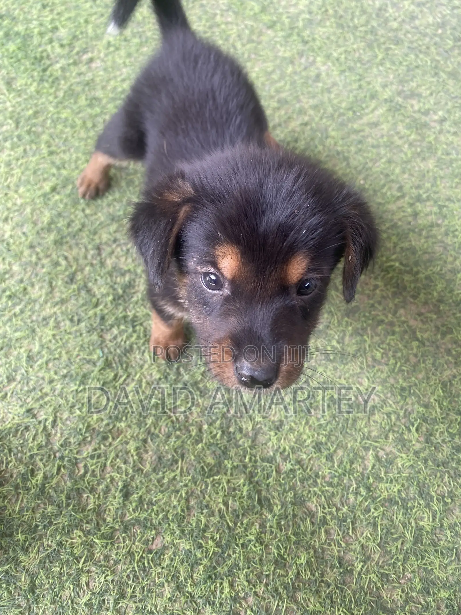 1-3 months Female Mixed Breed German Shepherd