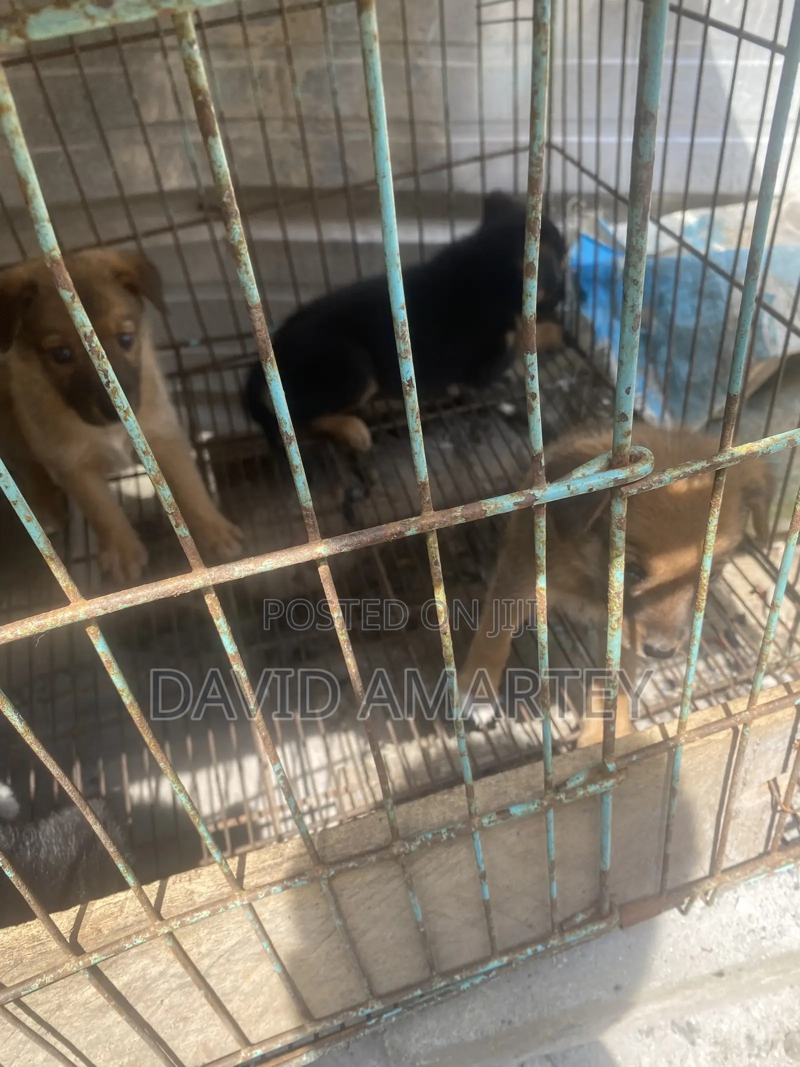 1-3 months Female Mixed Breed German Shepherd