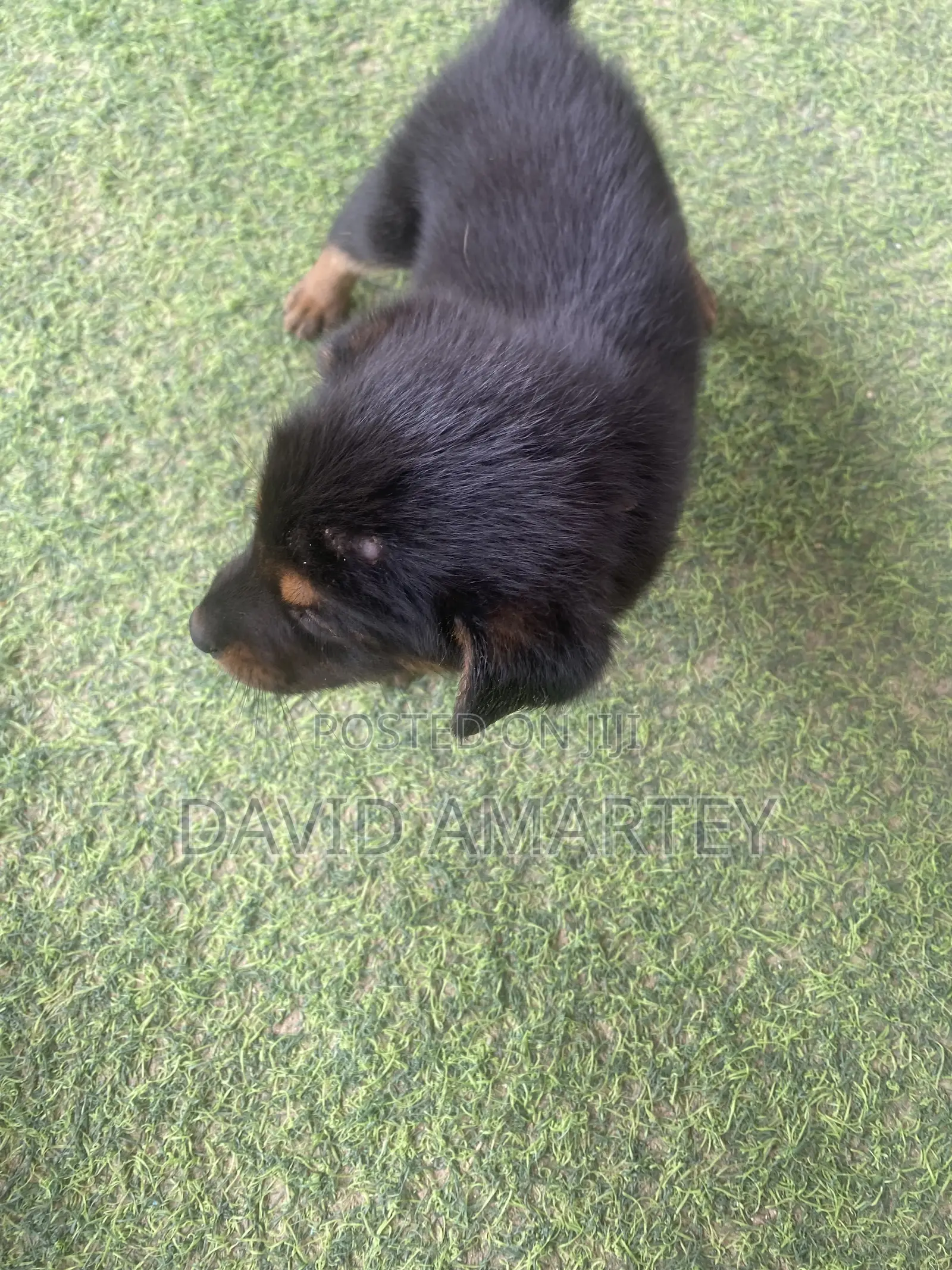 1-3 months Female Mixed Breed German Shepherd