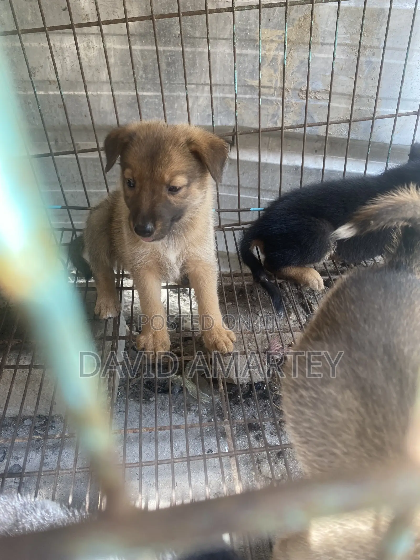 1-3 months Female Mixed Breed German Shepherd