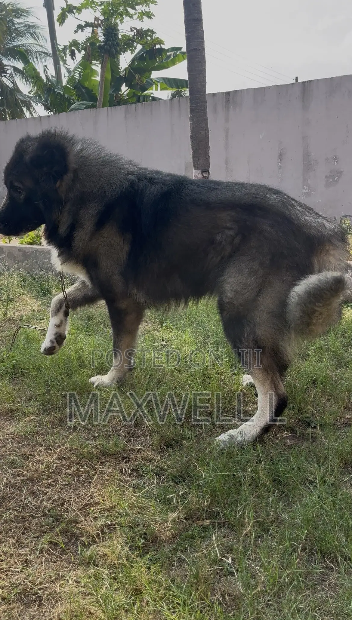 1+ year Male Purebred Caucasian Shepherd