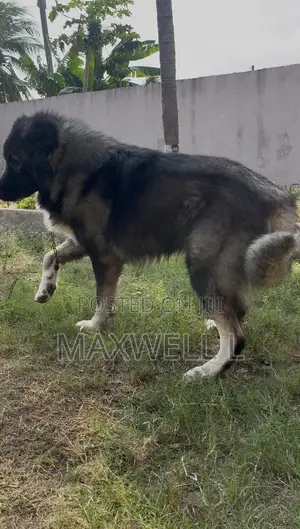 1+ year Male Purebred Caucasian Shepherd