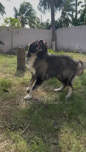 1+ year Male Purebred Caucasian Shepherd