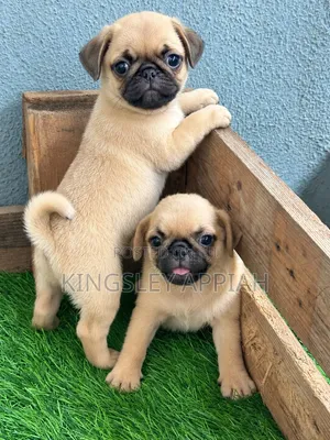 1-3 months Female Purebred Pug
