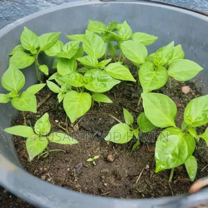Habanero Pepper Seedlings Available for Sale