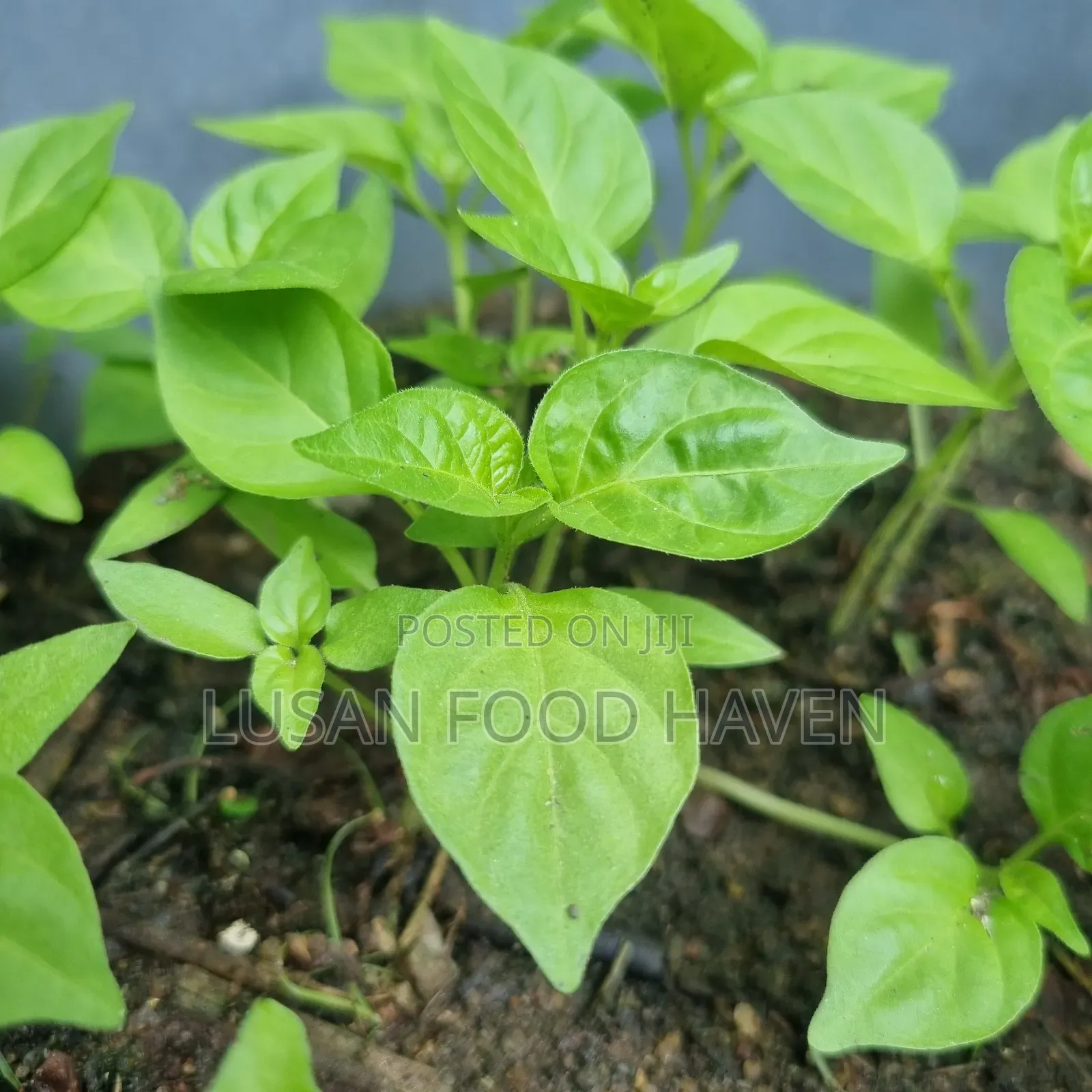 Habanero Pepper Seedlings Available for Sale