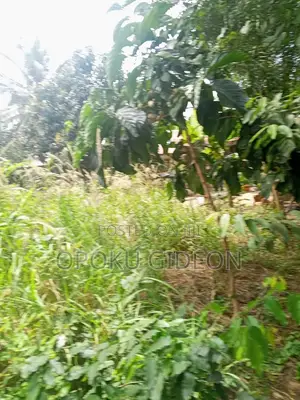 Half Plot of Land for Sale at Olebu Canada