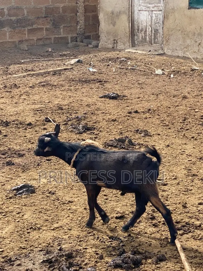 Pritiyad Farm
