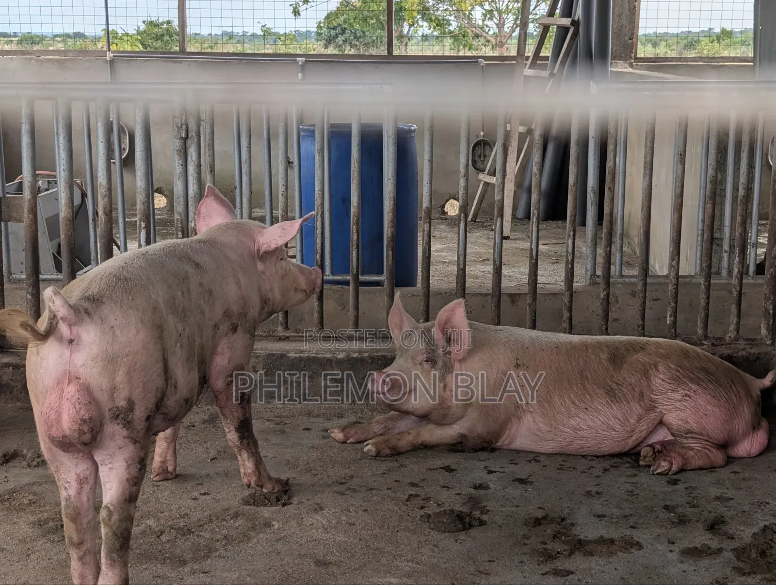 Pigs for Sale