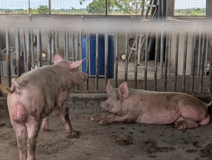 Pigs for Sale