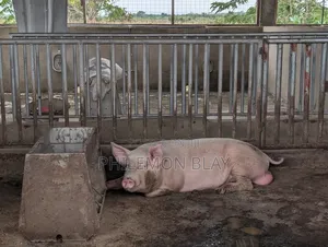 Pigs for Sale