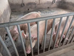 Pigs for Sale