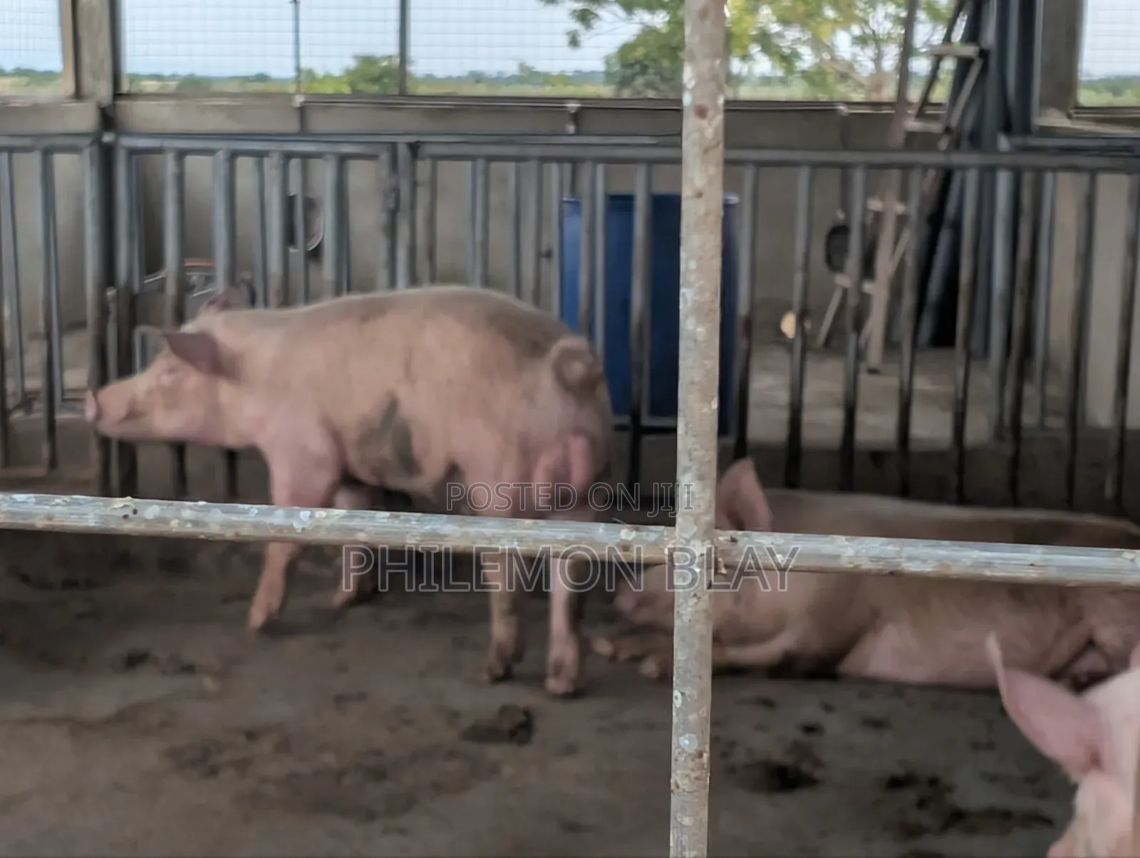 Pigs for Sale