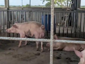 Pigs for Sale