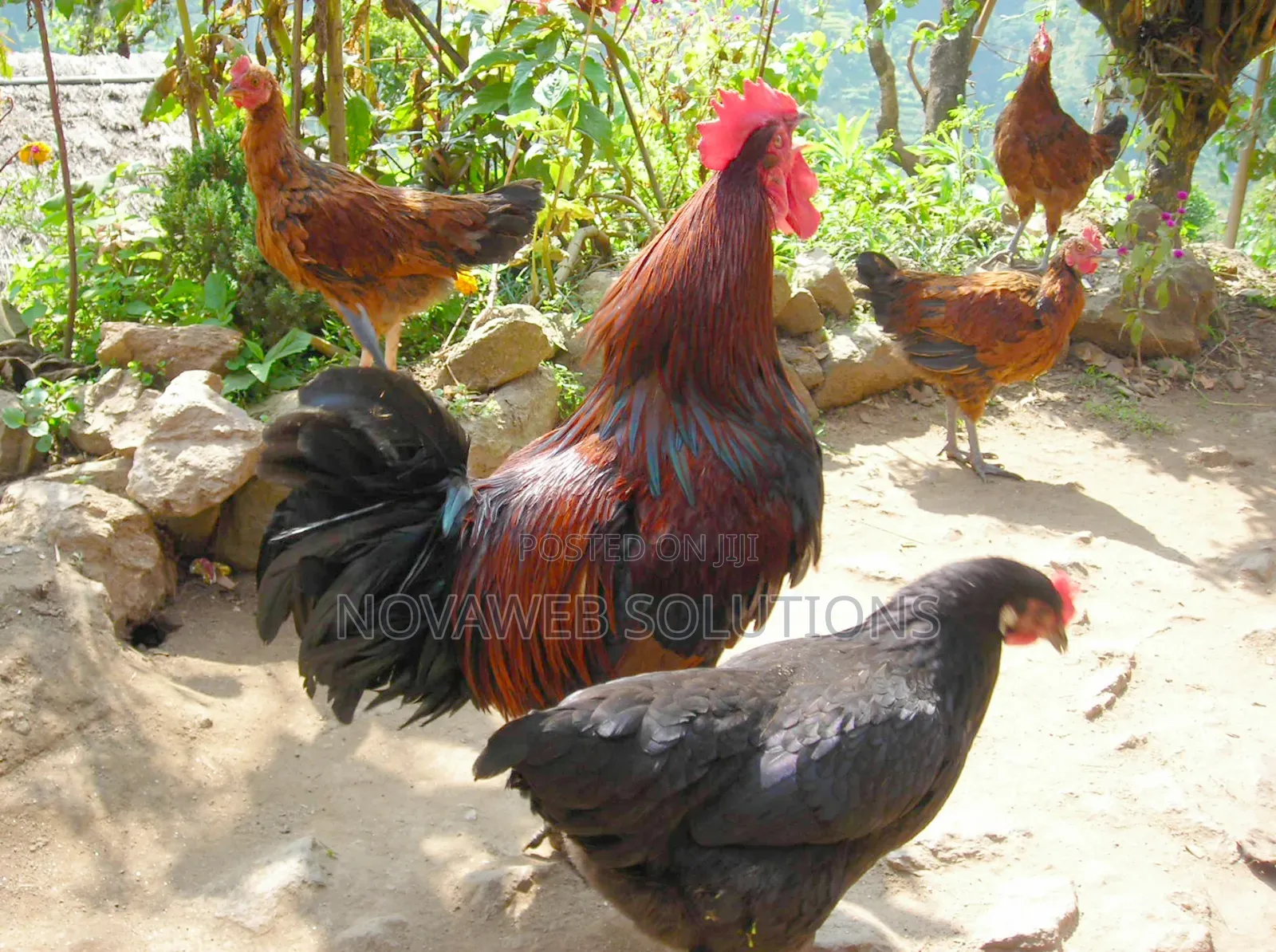 Matured Local Fowl for Sale – Healthy Local Cocks Hens