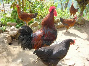 Matured Local Fowl for Sale – Healthy Local Cocks Hens