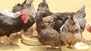 Matured Local Fowl for Sale – Healthy Local Cocks Hens