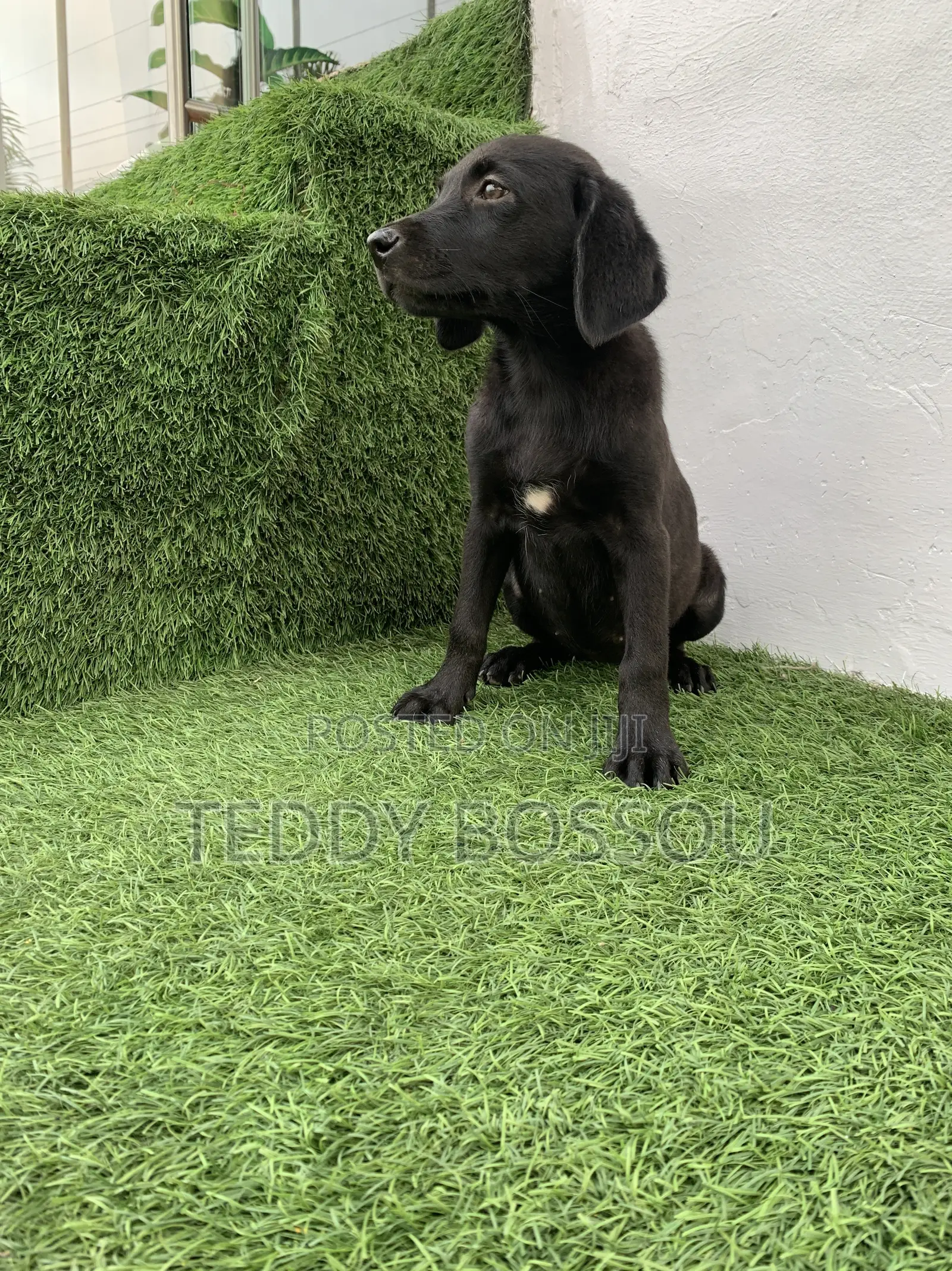 1-3 months Female Purebred Labrador Retriever