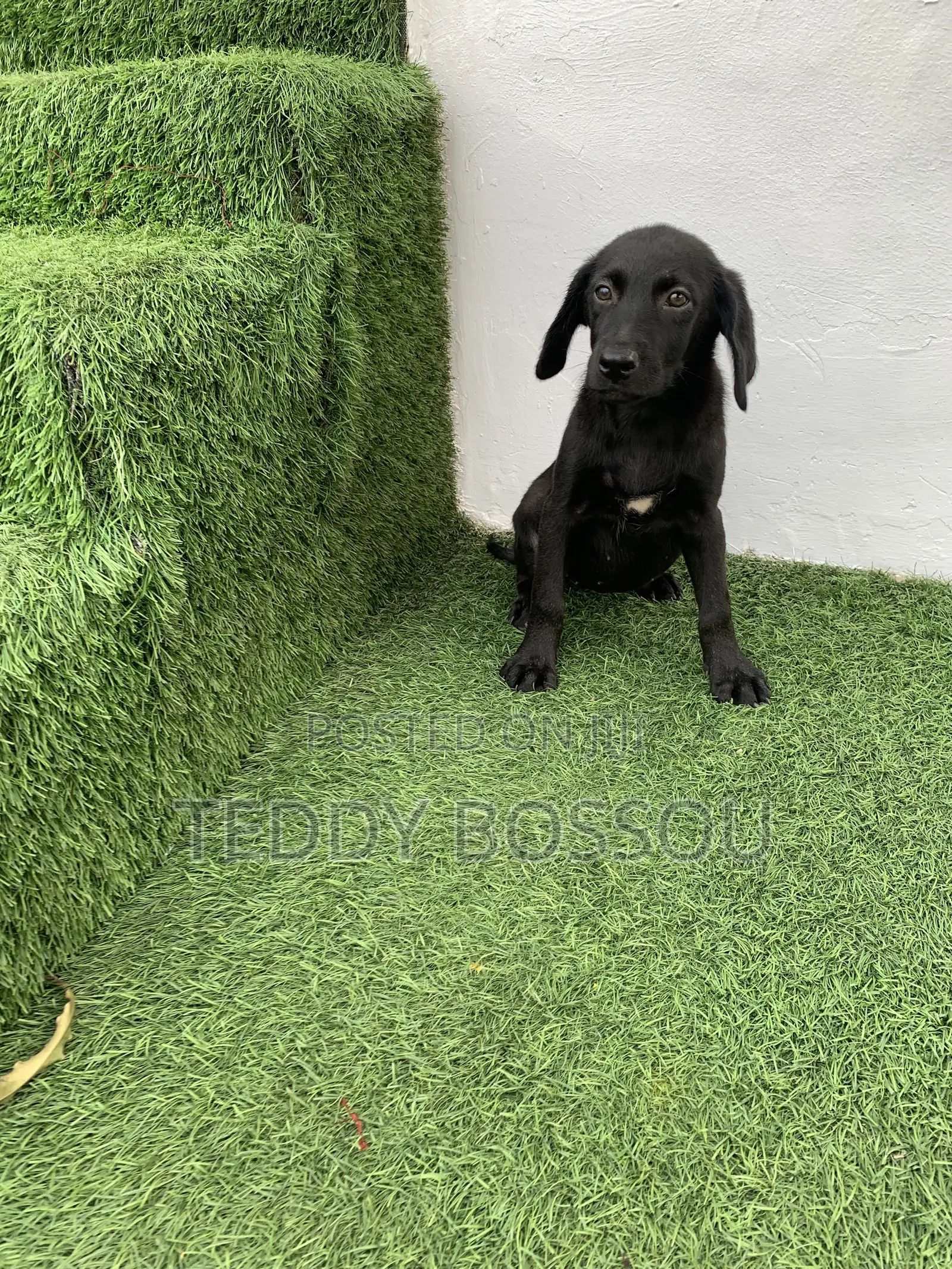 1-3 months Female Purebred Labrador Retriever