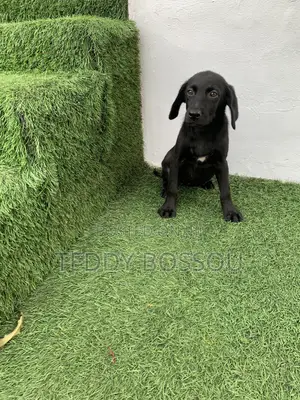1-3 months Female Purebred Labrador Retriever
