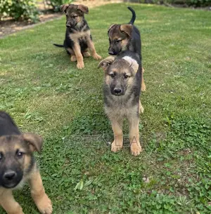 1-3 months Female Purebred German Shepherd
