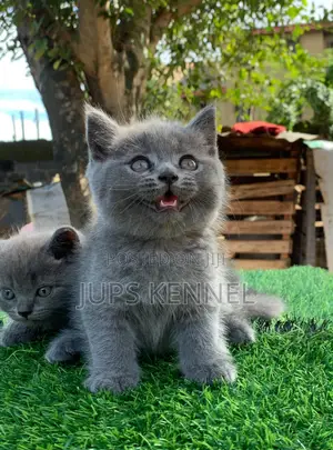 1-3 months Female Purebred British Shorthair