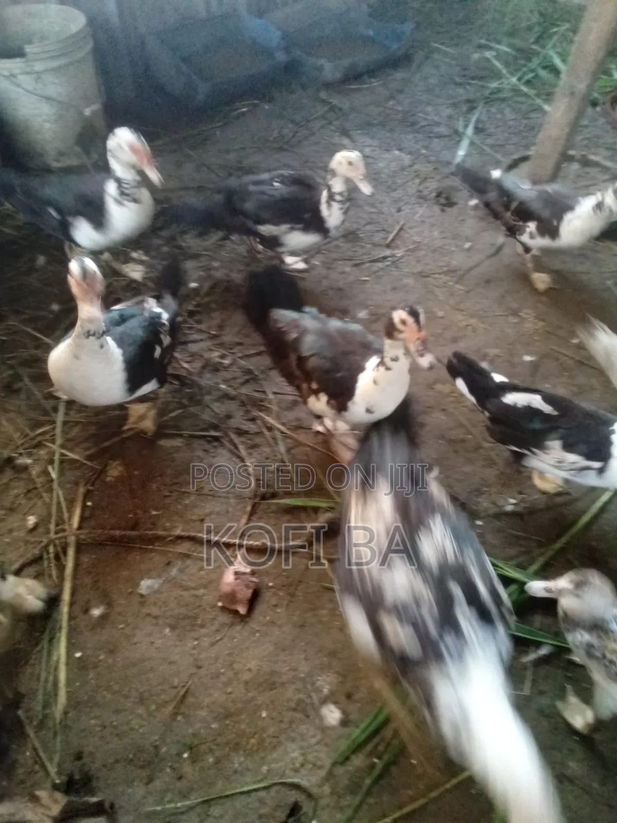 Laying Ducks