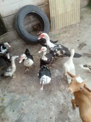 Laying Ducks