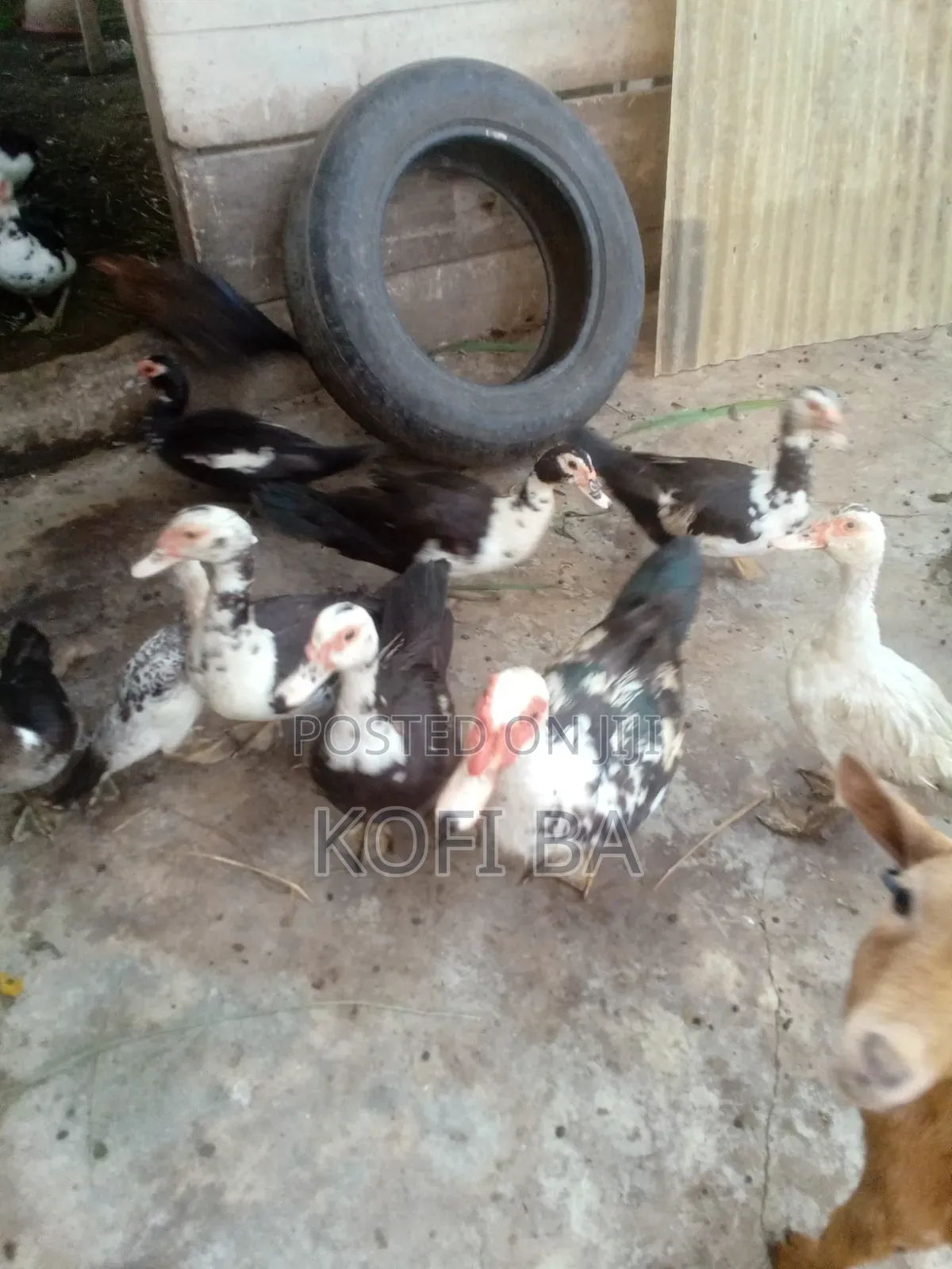 Laying Ducks
