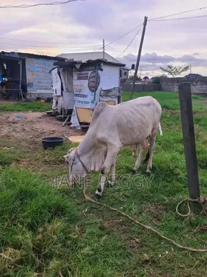 Healthy Cows
