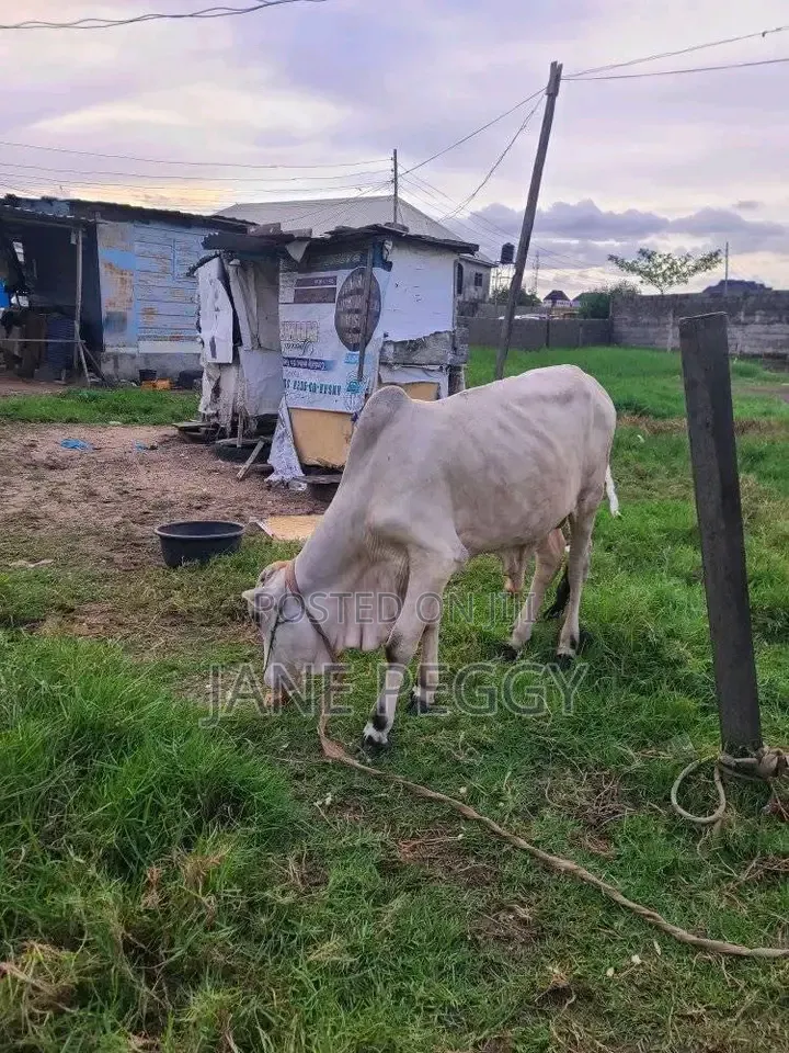 Healthy Cows