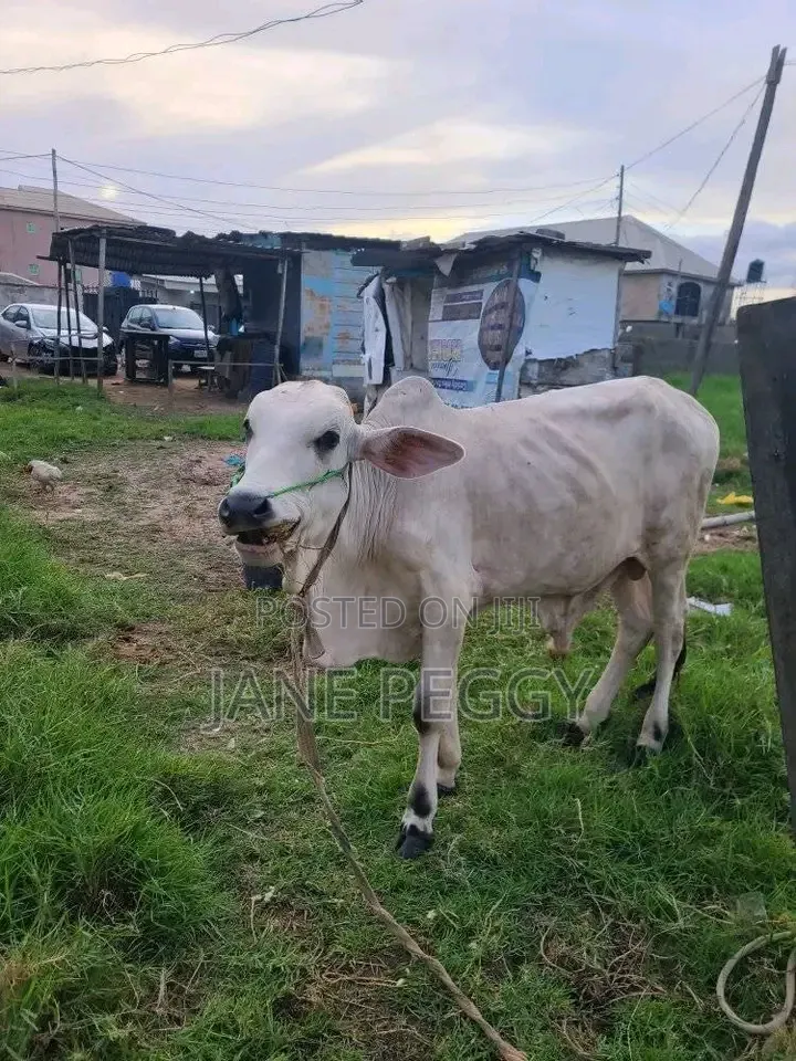 Healthy Cows