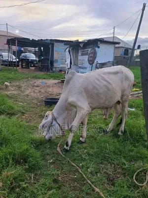 Healthy Cows